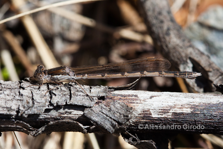 Sympecma fusca