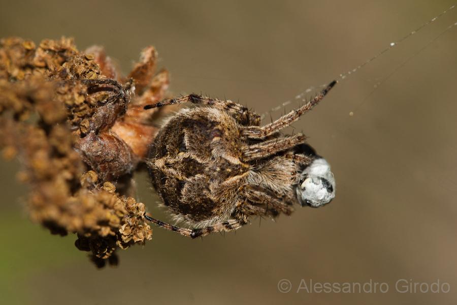 Agalenatea redii - Caselette (TO)