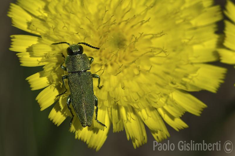 Anthaxia hungarica - Buprestidae