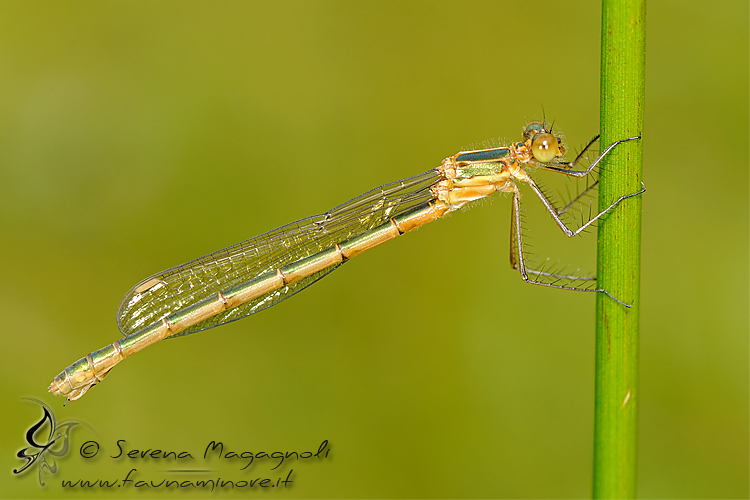 Lestes sponsa, femmina neosfarfallata