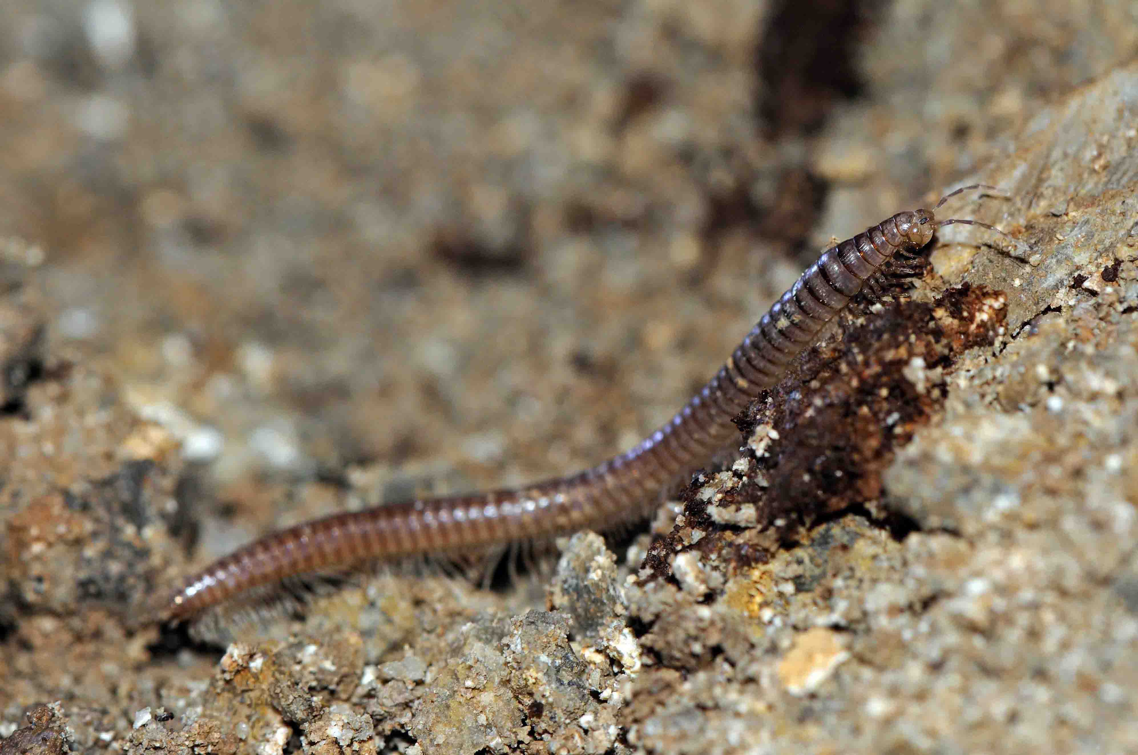Callipodidae: cfr. Callipus foetidissimus