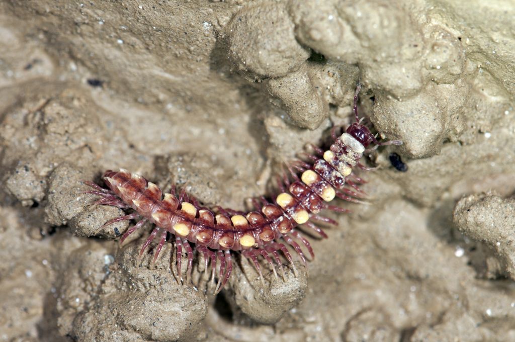 Diplopoda: Polydesmus collaris