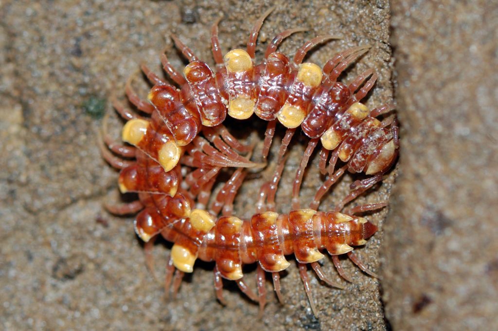 Diplopoda: Polydesmus collaris
