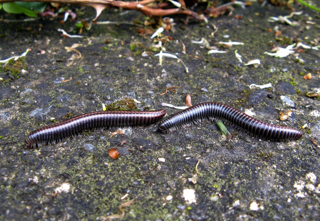 ID Millepiedi:   Julidae: Ommatoiulus sabulosus