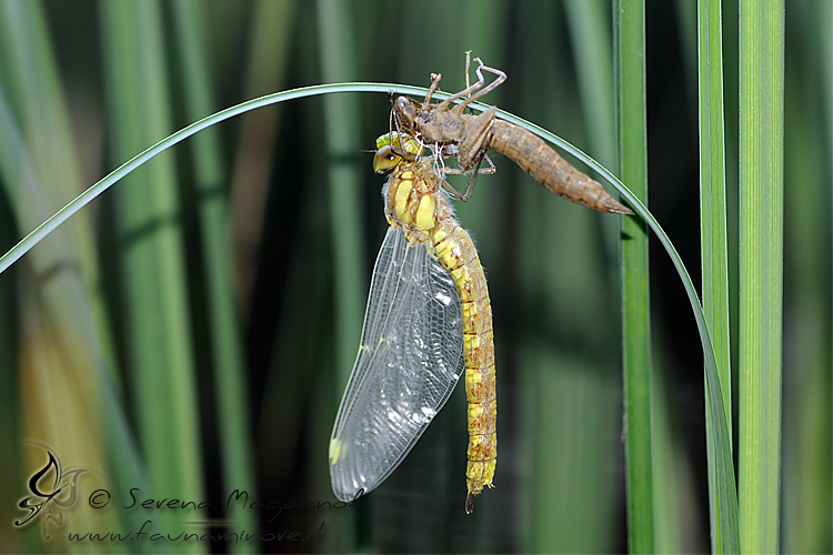 ID libellula neosfarfallata: Aeshna cyanea