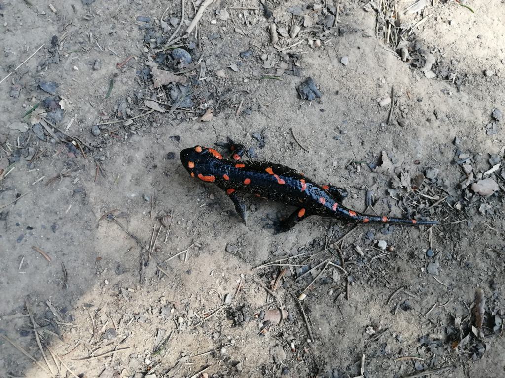 Salamandra nera e rossa