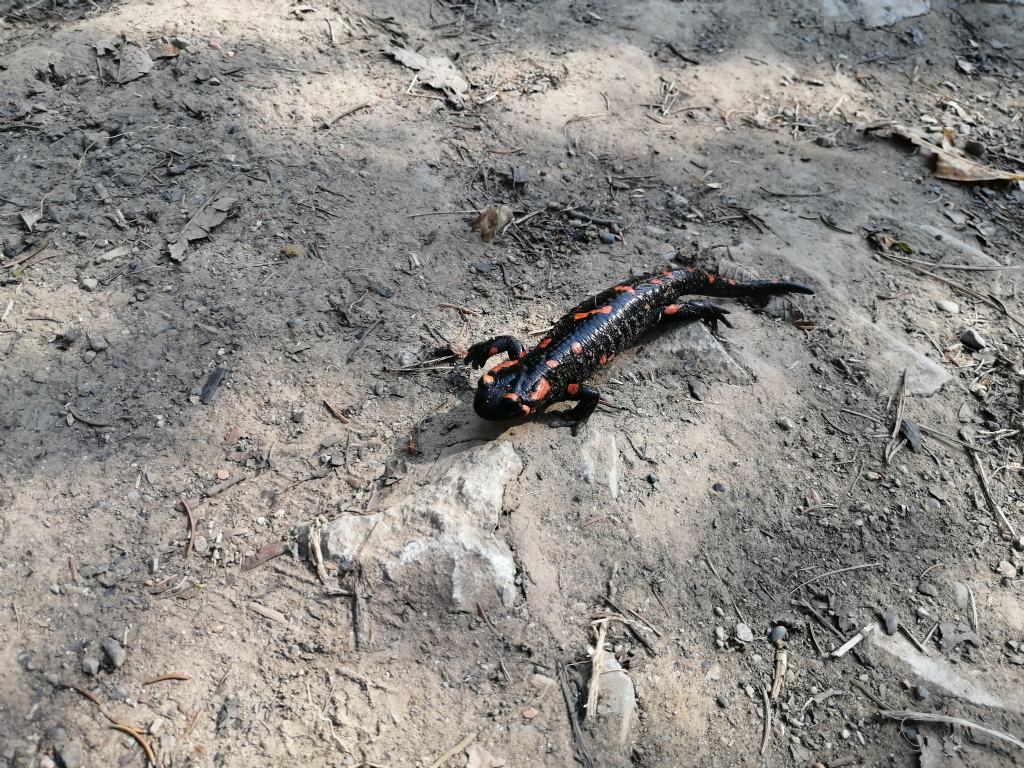 Salamandra nera e rossa