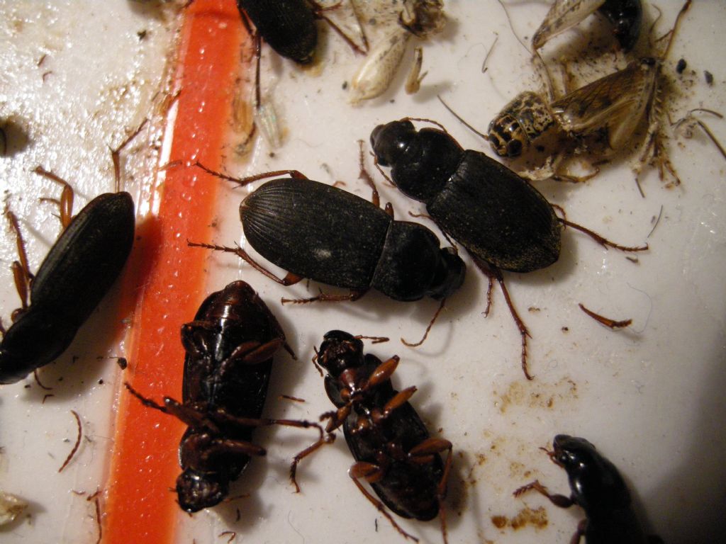 Pseudoophonus rufipes