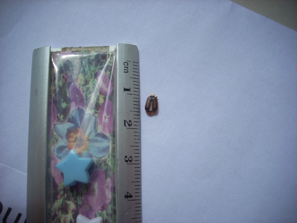 Polystichus connexus (cfr.) , Carabidae