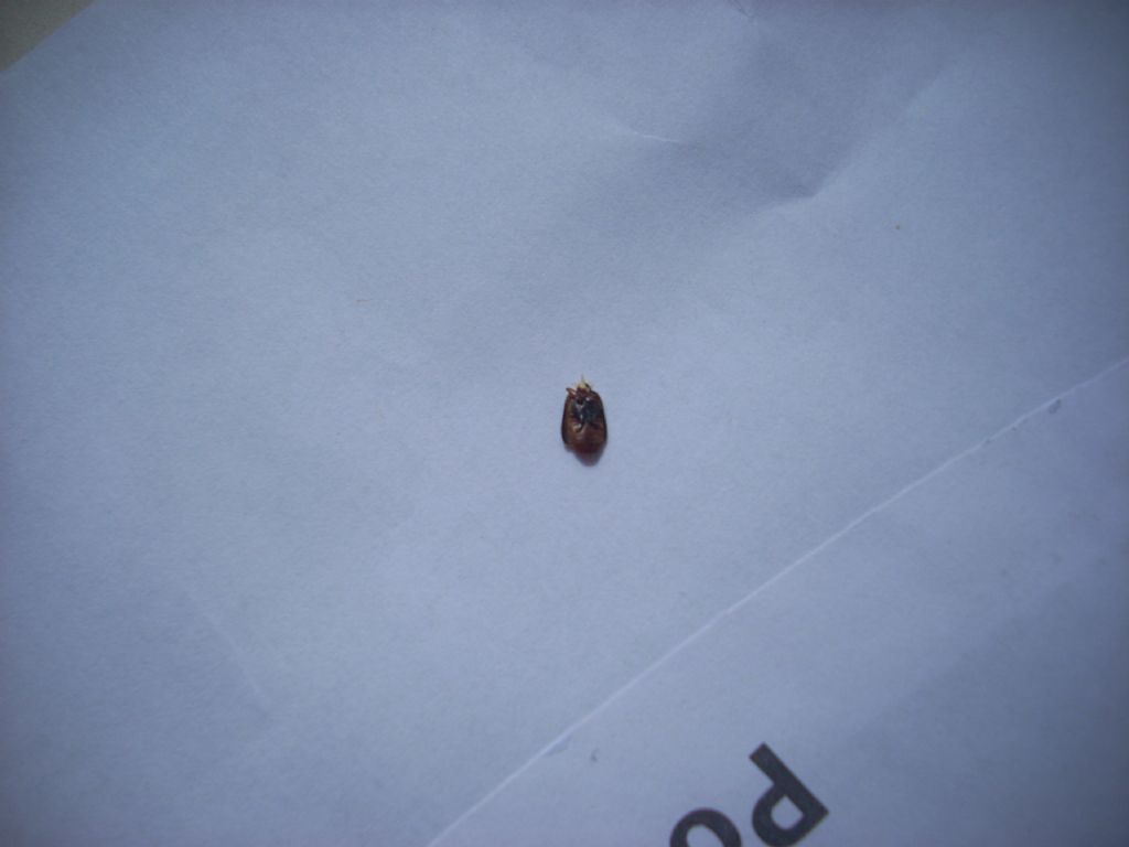 Polystichus connexus (cfr.) , Carabidae