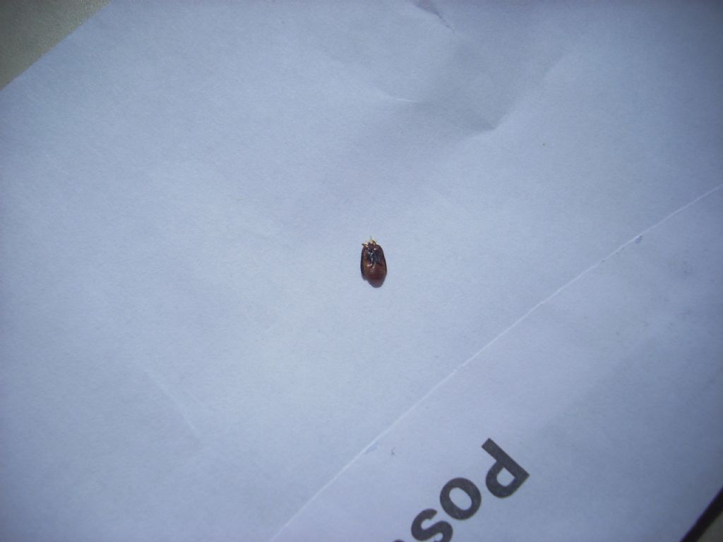 Polystichus connexus (cfr.) , Carabidae