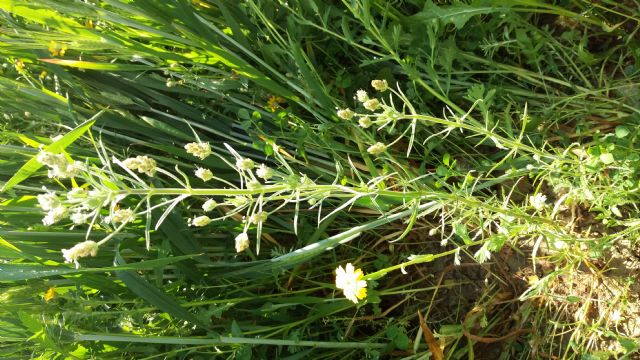 Plantago afra