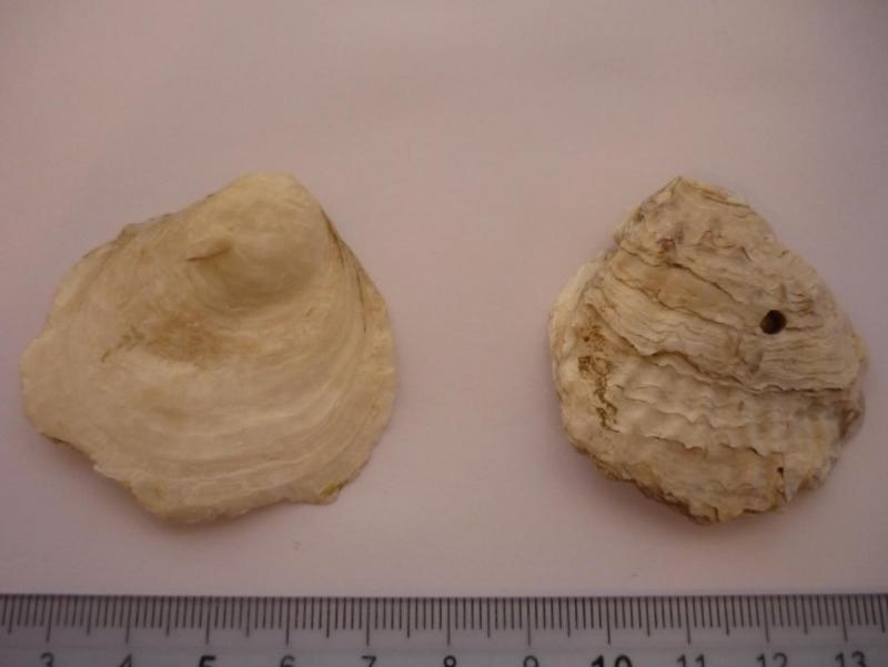 Fossili o recenti?
