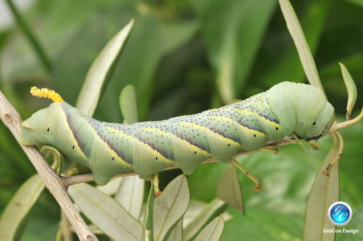 Acherontia atropos