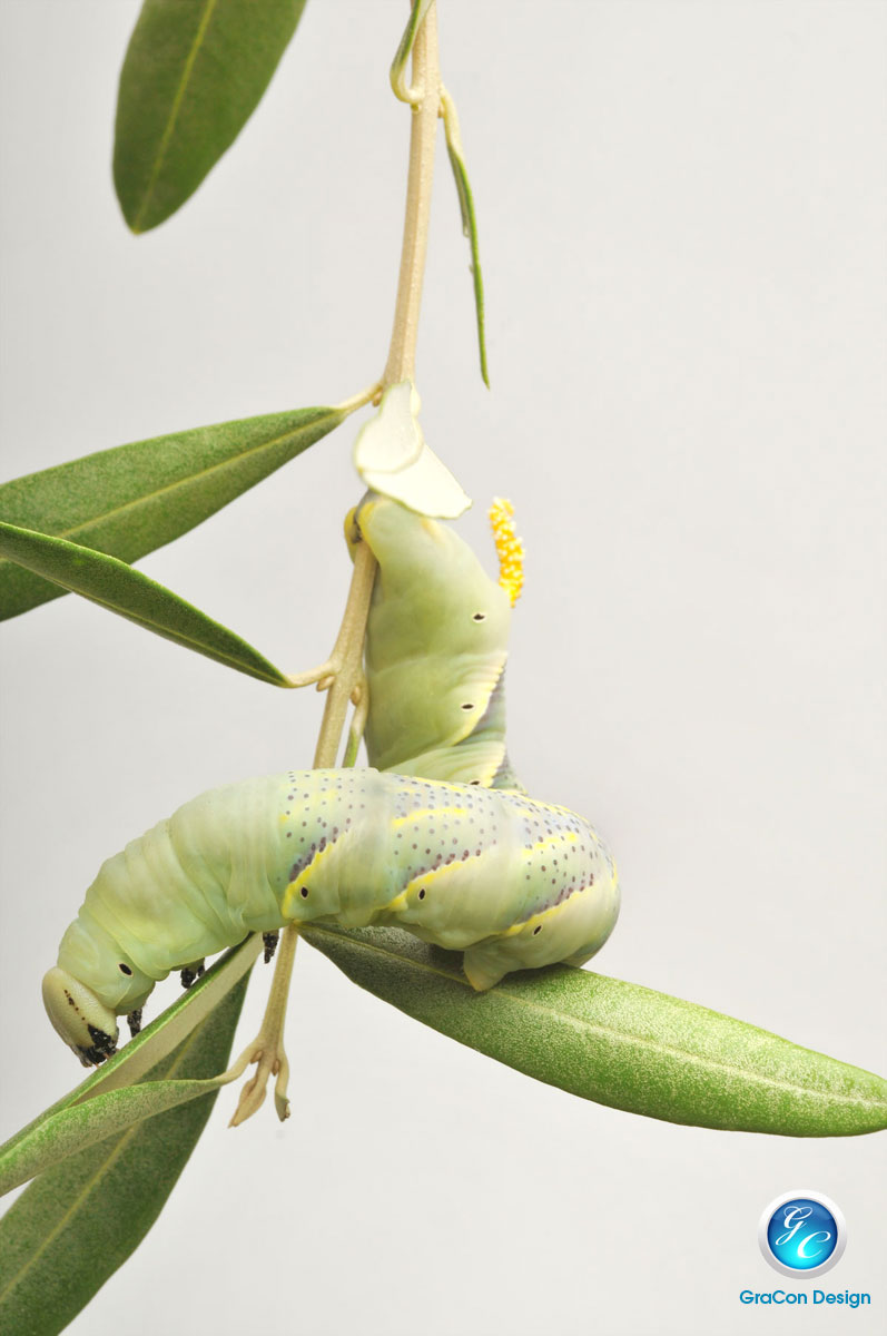 Acherontia atropos