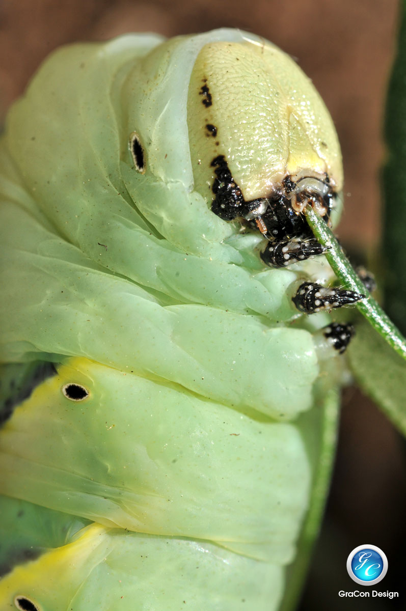 Acherontia atropos