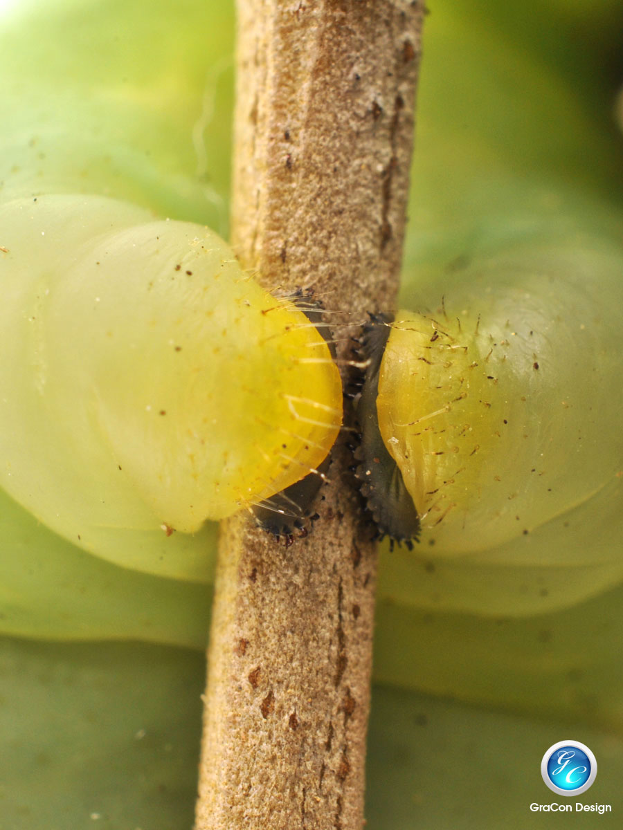 Acherontia atropos