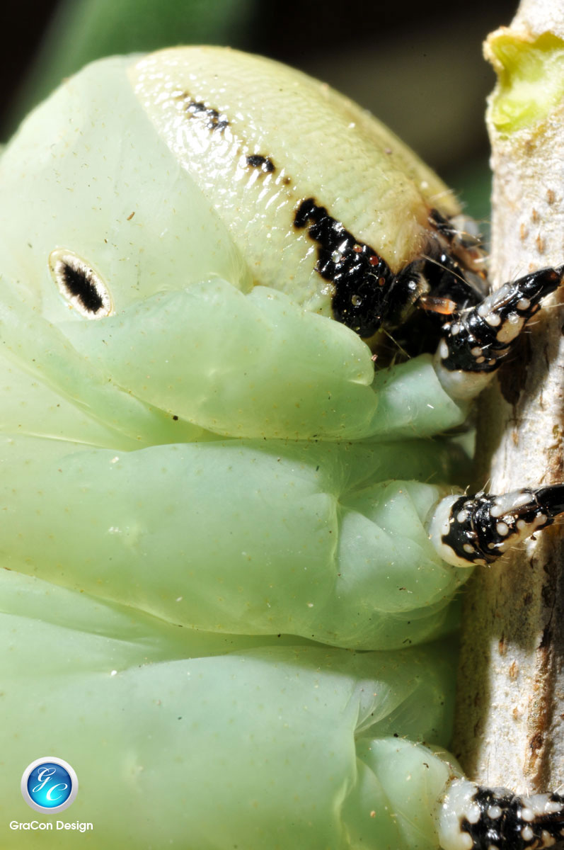 Acherontia atropos