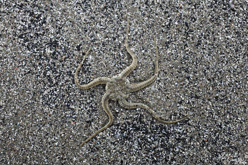 Ophiura ophiura (spiaggiamento)