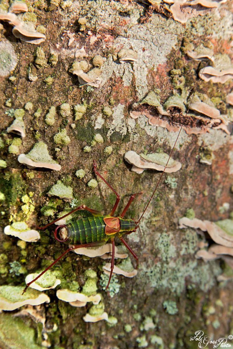 maschio di Barbitistes alpinus