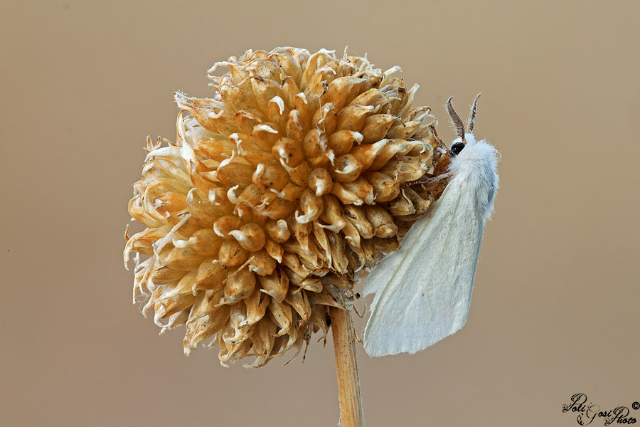 Aiuto ID Falena