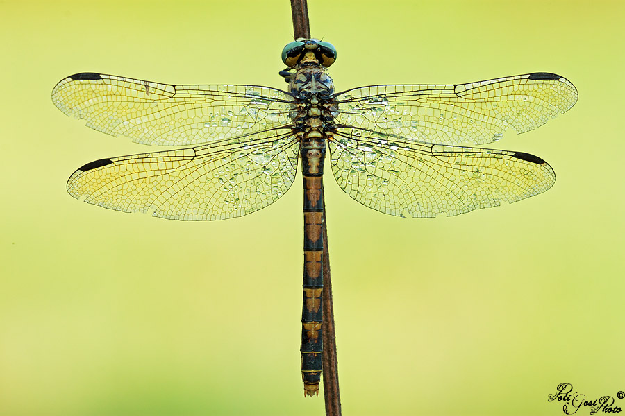 Aiuto conferma ID: Onychogomphus forcipatus unguiculatus