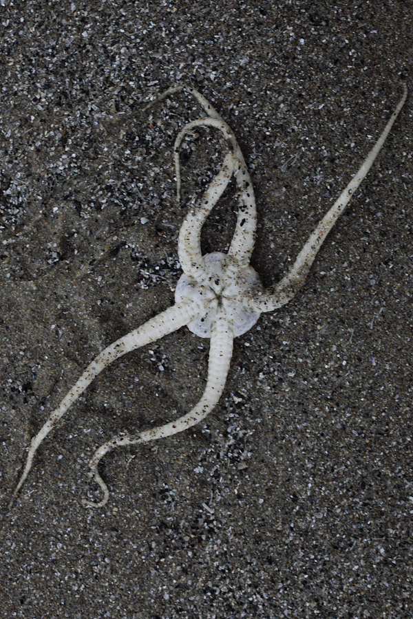Ophiura ophiura (spiaggiamento)