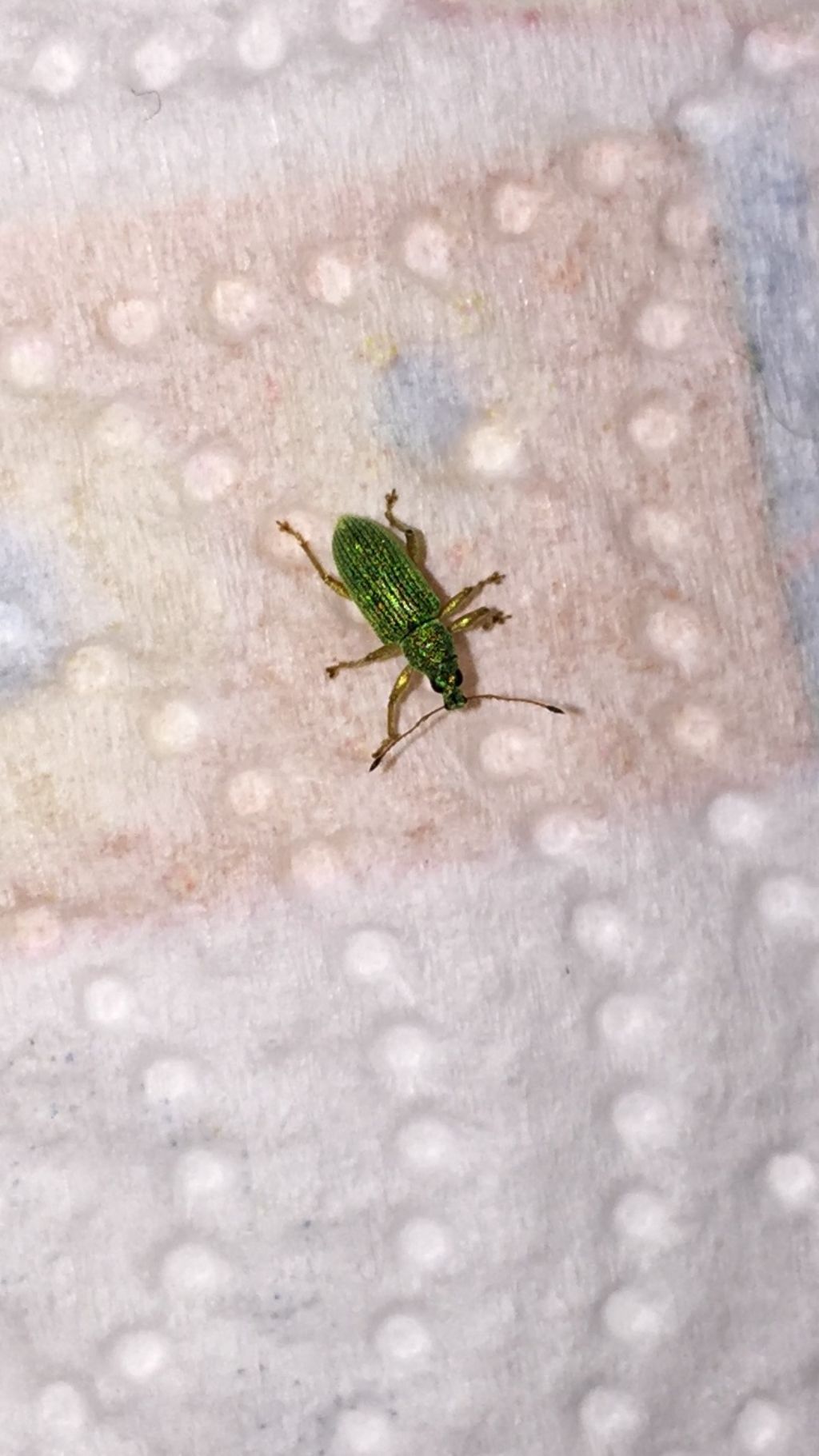 Curculionidae:   Polydrusus sericeus