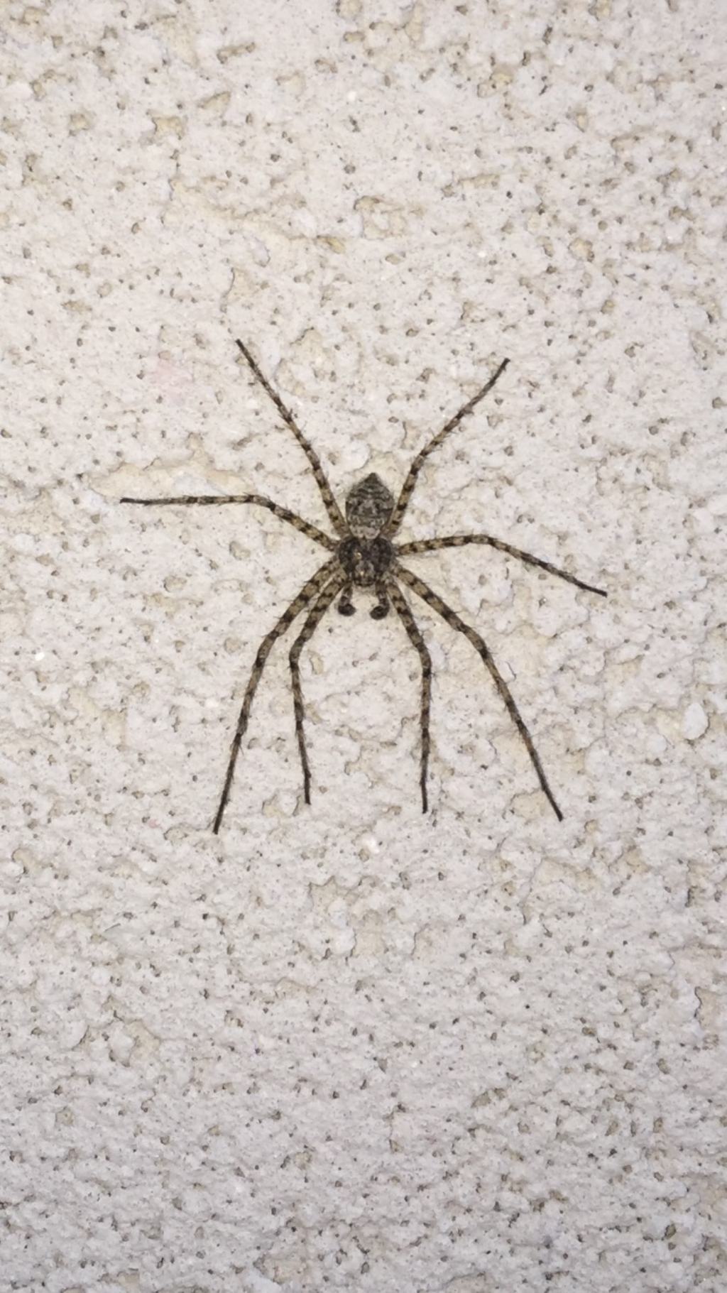 Philodromidae: Philodromus cfr. marginatus  -  prov. Padova