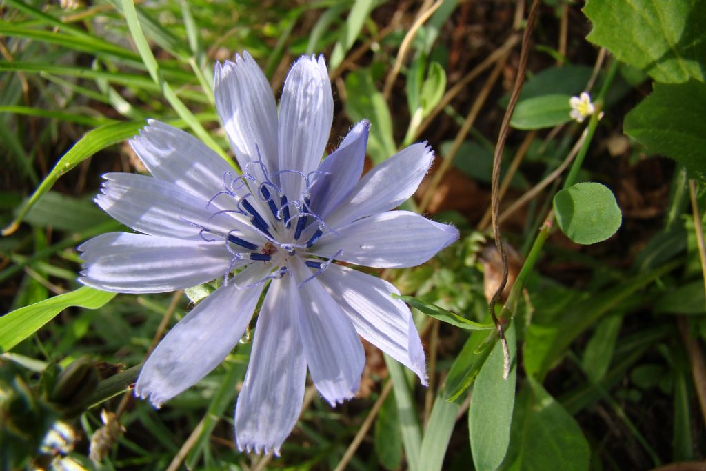 Cichorium intybus