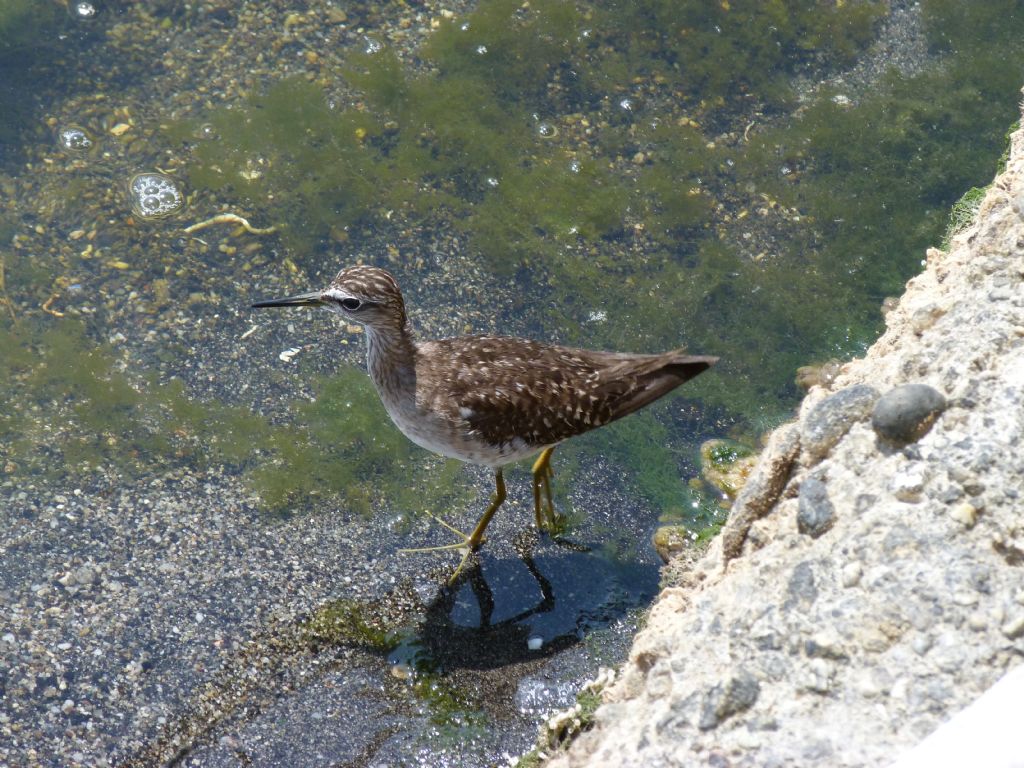 Aiuto riconoscimento