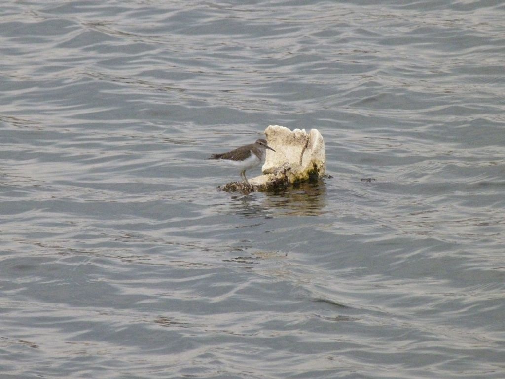 Aiuto riconoscimento