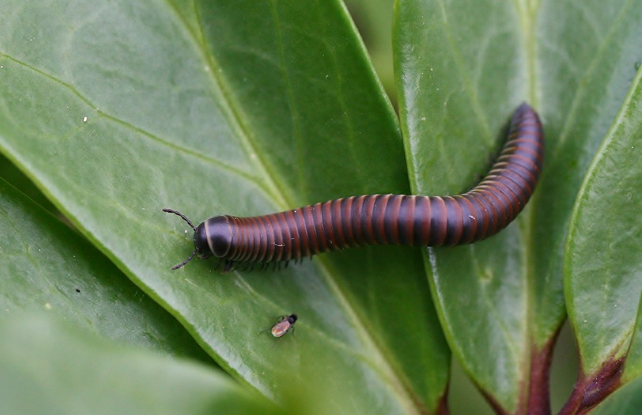 Millepiedi da determinare:  Julidae: cfr. Ommatoiulus sp.