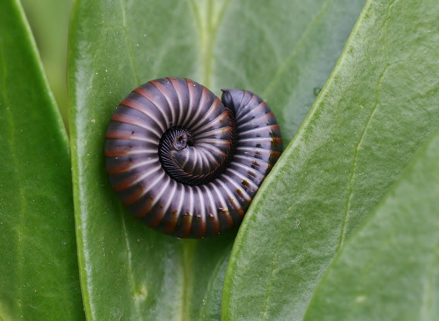 Millepiedi da determinare:  Julidae: cfr. Ommatoiulus sp.