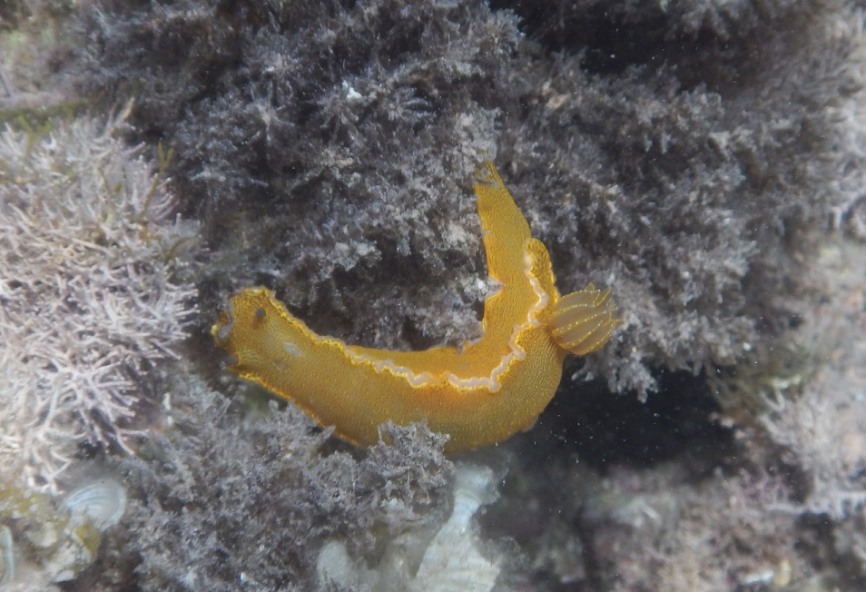 Nudibranco da determinare