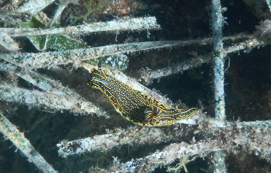 Nudibranco da determinare