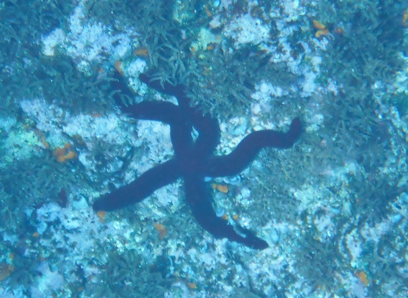 Ophidiaster ophidianus dall''Isola di Lampione