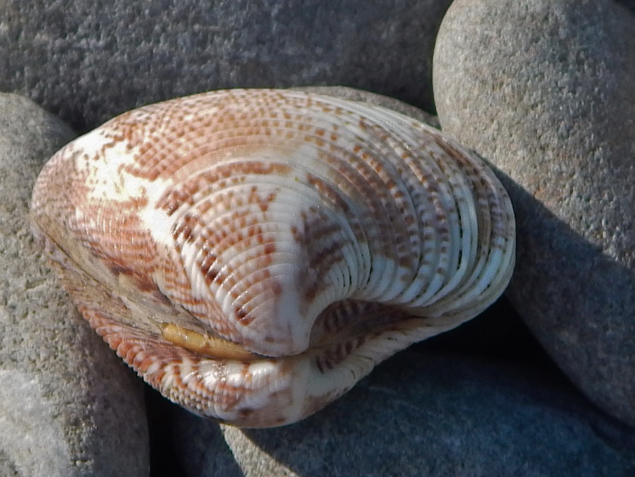 Bivalve da identificare