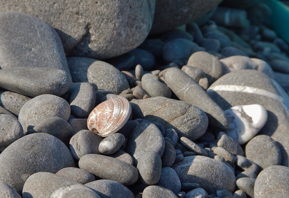 Bivalve da identificare