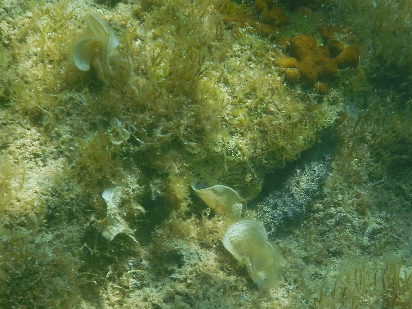 Holoturia tubulosa?