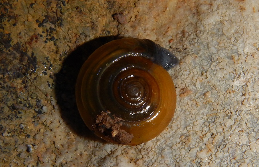 Chiocciola in grotta