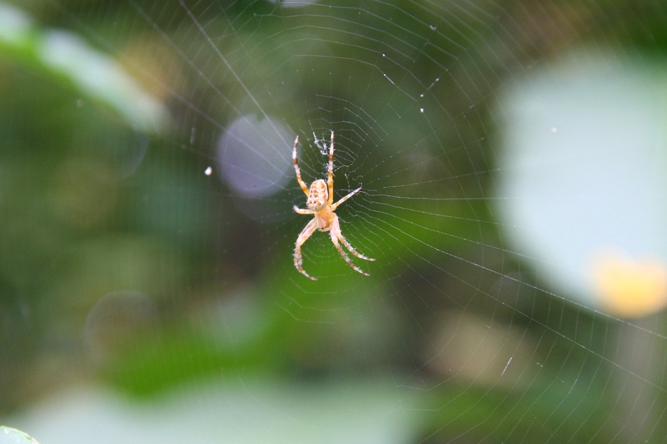 Araneus diadematus - San Martino, Lecco (LC)