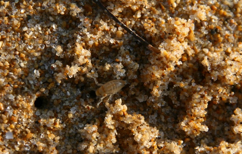 Anfipode da identificare