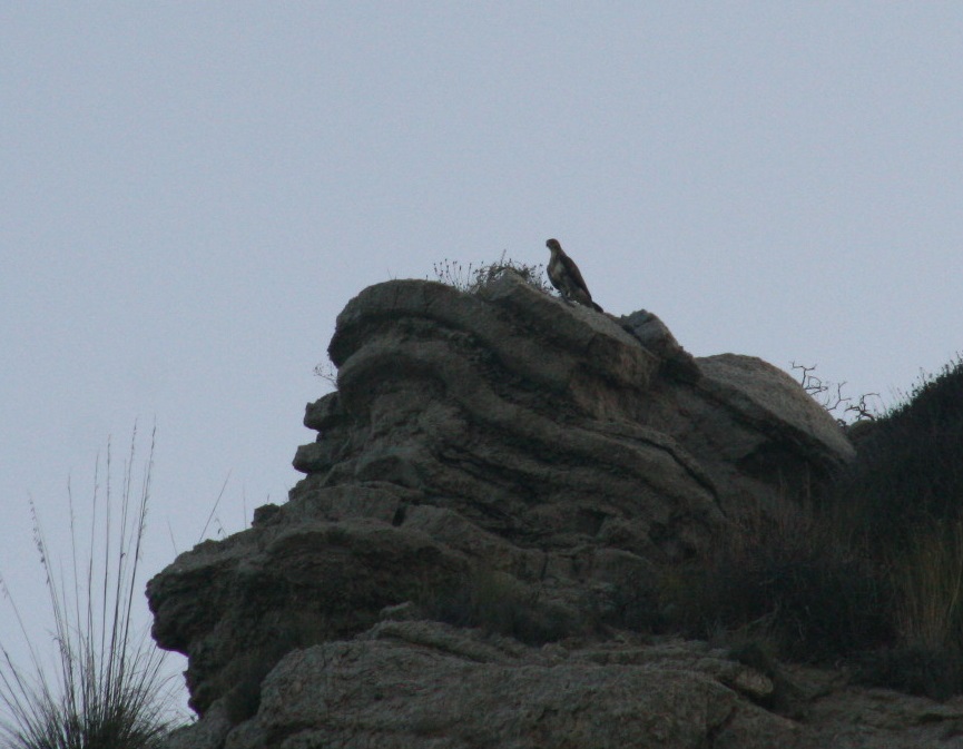 Rapace da identificare:   Poiana (Buteo buteo)