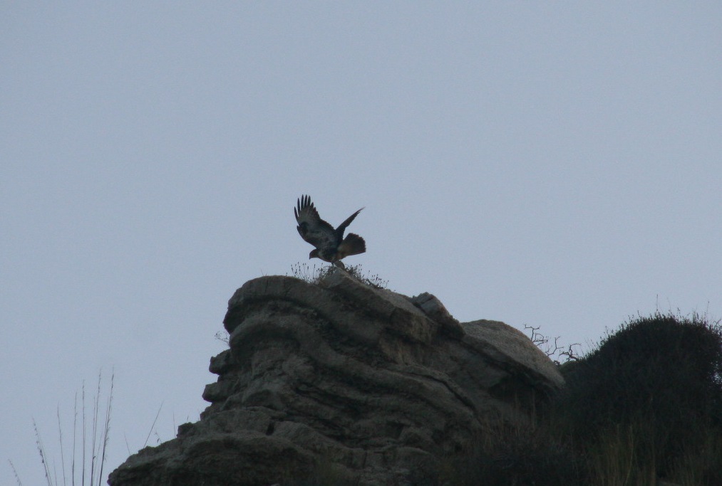 Rapace da identificare:   Poiana (Buteo buteo)