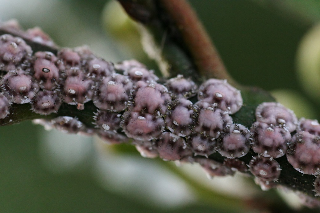 Ceroplastes japonicus infestazione su alloro