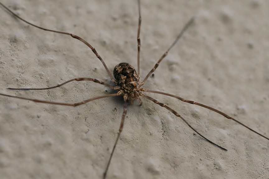 Phalangiidae: Phalangium opilio?  No,  Dasylobus sp.