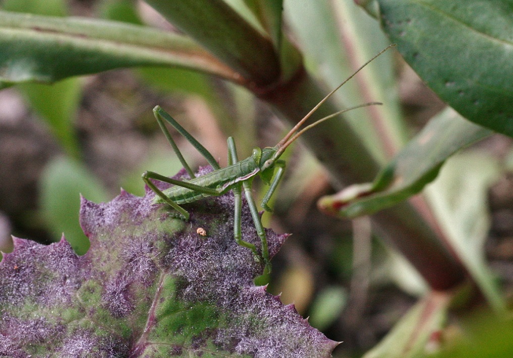 Tettigoniidae: neanide di Saga pedo