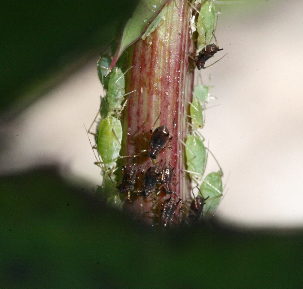 Afidi da identificare:  Uroleucon sp. e cfr. Amphorophora sp.