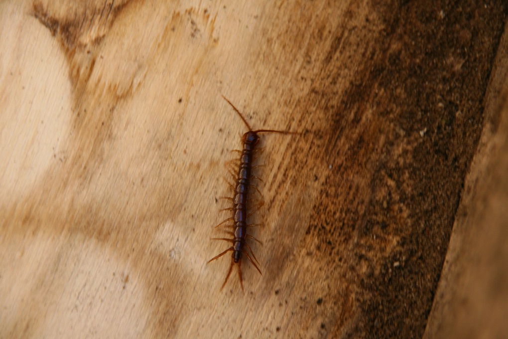 Lithobius sp.?  S !